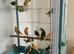Canary