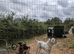 American bulldog x Belgian Malinois pups