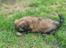 Shih tzu Puppies ready to change home.