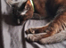 2 twin male kittens