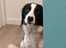 Lovely collie x