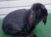Baby French Lop - Ready Now