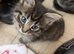 Absolutely beautiful kittens ready now for furever homes!