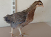 16 female cream legbar chicks