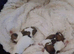 Min jack russle puppies