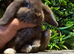 Mini lops ready to go
