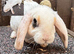 Young Mini Plysh Lops available. Hypoallergenic fur.