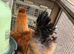 Two silkie boys