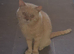 British Shorthair male