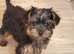 Yorkshire Terrier puppies from Licensed Breeder