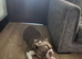English Bulldog