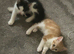 Two beautiful boys available
