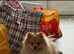 Pomeranian male dog for stud only.