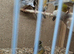 8 canaries