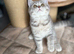 Scottish fold