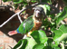 hand reared yellow sided conures