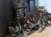 Six Beautiful Bengal &times; British Longhair Kittens