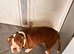 Urgent home needed