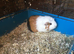 2 Adult females