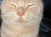 Male British short hair cat GCCF