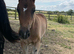 Handsome Welsh D colt to make 15.2hh