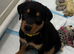 Rottweiler puppies ready to leave