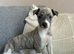 3 male puppies