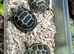 Baby horsefield tortoises for sale