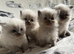 Excessively vet checked Ragdoll kittens