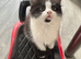 1 male fluffy kitten