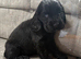 Kc reg Showtype cocker spaniel puppies