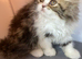 GCCF registered Pure Persian Kittens