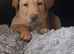 4 month old Labrador