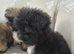 4girls looking for a loveing home