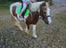 11.2hh skewbald mare