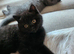 3 BSH Kittens