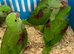Hand Reared Tame Talking. Baby Alexandrian Parrots.