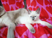 Ragdoll x kittens