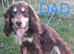 Cocker spaniel
