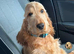 Kc Show cocker spaniel male