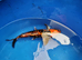 koi carp High Grade hand picked