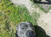 5 Blue Stunning Staffordshire puppies for sale