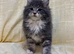 Mainecoon x Mainecoon/Ragdoll Kittens