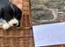 6 border collie puppies