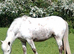8 year old Apoloosa Mare