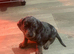 Beautifull mini dachshund