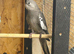 Grey white face cockatiel for sale