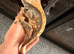 Adult crested geckos