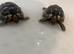 2x Herman tortoise