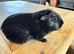 Female Guinea pigs
